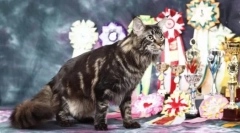 Murchant afaceri: cum să creați grădinițe pentru pisici